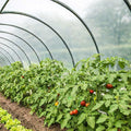 TECPLAST Bâche Serre 3x13 m 150SE - Film plastique transparent pour serre de jardin - Haute Qualité - Made in France(1)